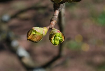 Acer platanoides 'Dissectum' - pupen s květenstvím